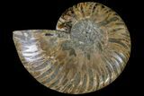 Cut & Polished Ammonite Fossil (Half) - Agate Replaced #146204-1